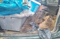 Dalmacija: prevažal ustreljenega rjavega medveda, carinikom lagal, da je srnjak