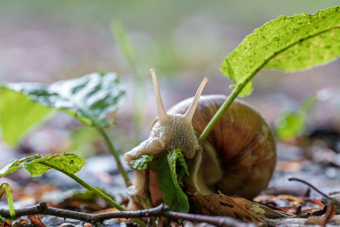 polži | Foto: Shutterstock