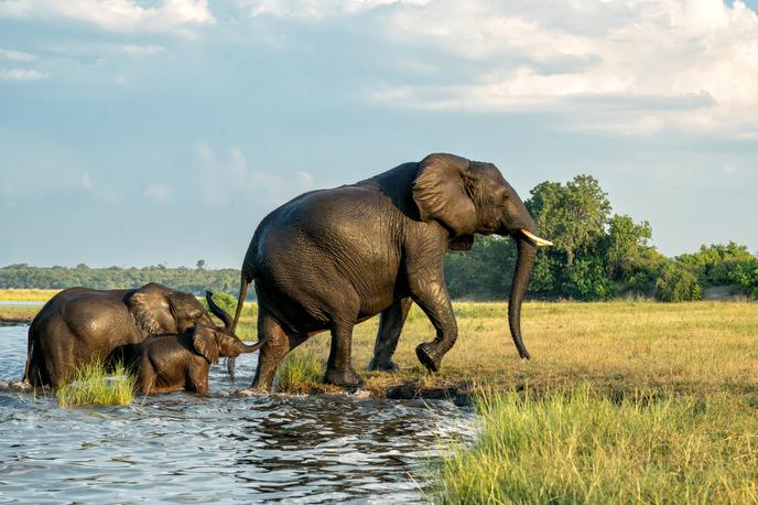 slon, žival | Odziv slonov na glasove, ki naj bi se nanašali nanje, je bil namreč v povprečju močnejši kot sicer: ob takšnem klicu naj bi se vedli bolj navdušeno, hodili naj bi proti viru zvoka in se več oglašali kot v primeru klicev, očitno namenjenih drugim slonom. | Foto Shutterstock
