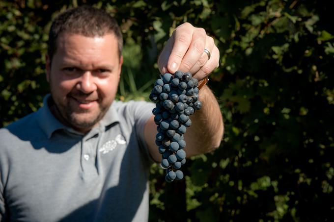 Gašper Čarman - vina Gašper | Foto: 