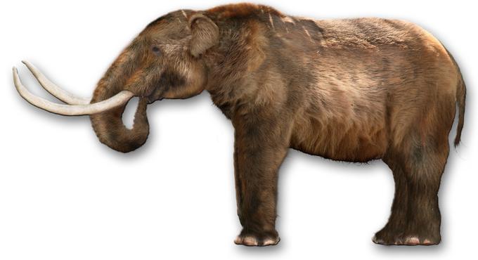 Mastodon je bil bolj kot svojemu sodobniku mamutu podoben današnjim slonom, predvsem azijskim. Po našem planetu se je sprehajal precej dlje od mamutov. Znanstveniki ocenjujejo, da so se prvi mastodoni pojavili med 27 in 30 milijoni let, medtem ko naj bi se mamut po Zemlji začel sprehajati pred okrog 5,1 milijona let.  | Foto: Thomas Hilmes/Wikimedia Commons