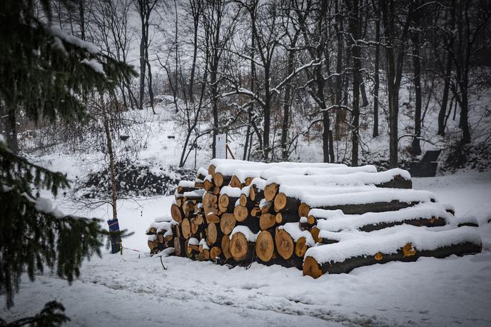 Protest proti sečnji gozda na Rožniku | Do zdaj so posekali in odpeljali za 607 kubičnih metrov lesa, kar je približno 80 odstotkov vsega, predvidenega za posek. Ostalo je še približno 70 stoječih dreves. | Foto Ana Kovač