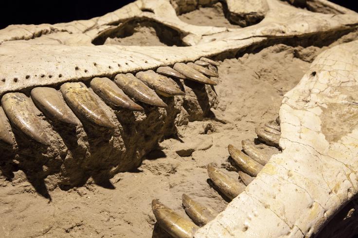 Fosilizirano zobovje Tyrannosaurusa rexa: časovni stroj, ki razkriva podnebne skrivnosti pradavnih časov. | Foto: Shutterstock