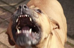 Koprska policija zasegla nevarnega psa