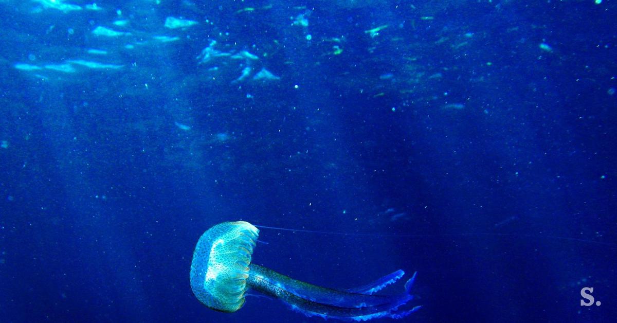 Ožig meduz v Jadranu lahko močno boleč, a ni smrtno nevaren - siol.net