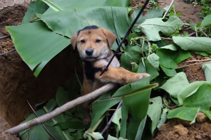 Videoposnetek YOuTube | Ta pes je v razmaku dveh mesecev na kanalu z imenom Trần Thế nastopal kar v dveh videoposnetkih. V obeh se je ujel v past v gozdu. Naključje? | Foto YouTube / Posnetek zaslona