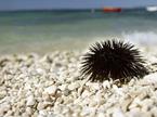 plaža ježek