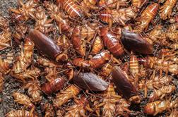 Ščurki prenašajo bolezni, najdemo pa jih tudi pri nas