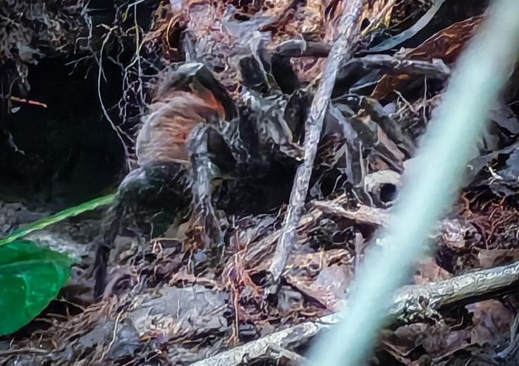 Vodnik je tarantelo iz njenega skrivališča zvabil s paličico.  | Foto: K. M.