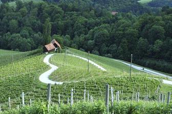 Na spomladansko pokušino štajerskih vin