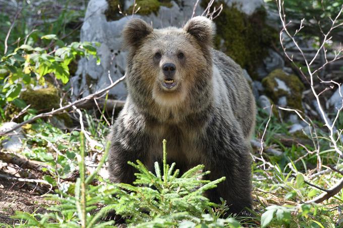 Medved.  | Foto: Željko Zbašnik/CRO Medo