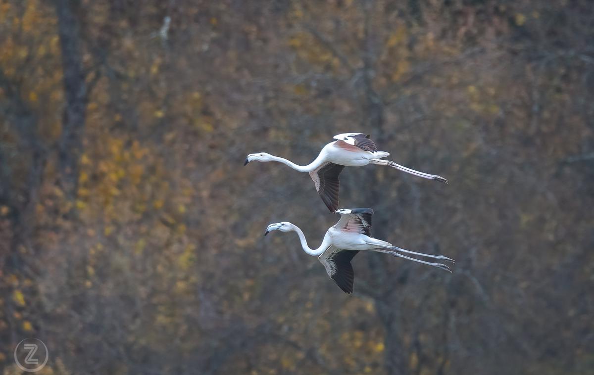 Flamingosi | Foto Notranjski park