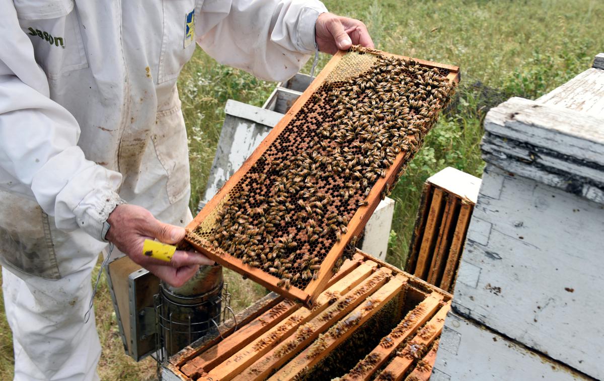 Čebele | Kmet je napačno uporabljal sicer dovoljeni insekticid za oljno ogrščico. | Foto Reuters