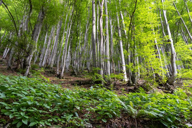 Pobočja nad Baško grapo so res lepa. | Foto: Matej Podgoršek
