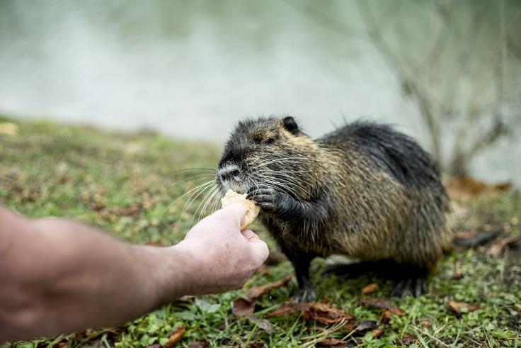 Nutrija spada med divjad, zato pripadajoča zakonodaja ne dovoljuje hranjenja zunaj okvirjev in lokacij načrtov lovskih društev. | Foto: Ana Kovač
