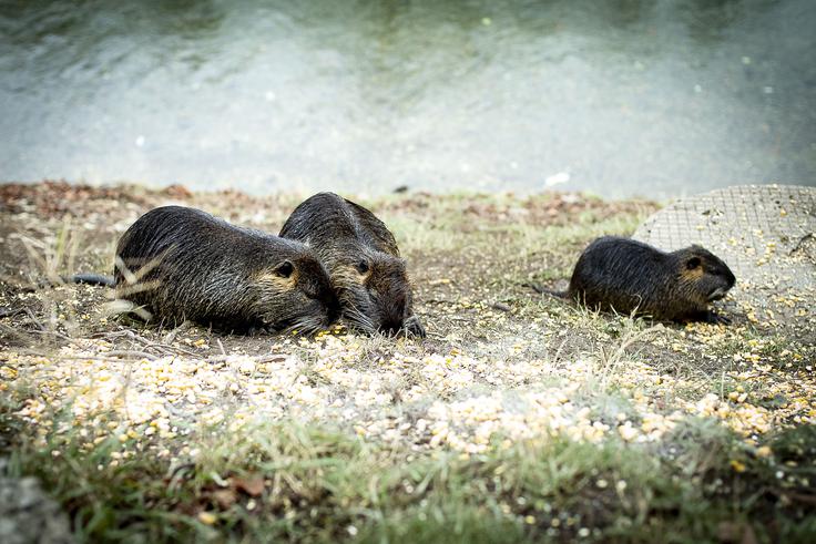 Nutrije rade kopljejo rove, zato številni kažejo s prstom nanje, ko iščejo krivce za spodkopavanje rečnih obrežij. | Foto: Ana Kovač