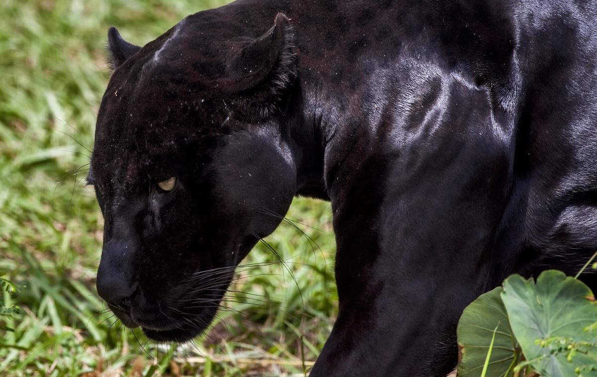 Črni panter | Razlikovati moramo med heraldičnim črnim panterjem in pravimi črnimi panterji, leopardi ali jaguarji črne barve. Na fotografiji je črni jaguar. | Foto Guliverimage