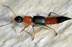 Če na telesu opazite tega hrošča, bodite pozorni