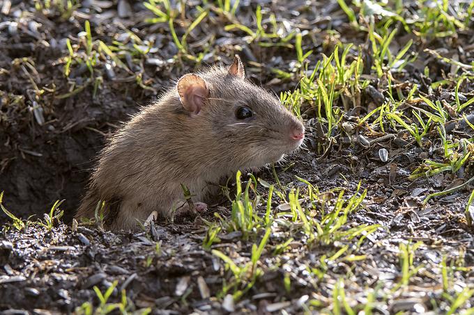 V 18. stoletju se je v Evropi pojavila nova vrste podgan – rjava podgana. V Angliji so bili prepričani, da je k njim prišla na ladjah iz Norveške, zato se je rjave podgane prijelo ime norveška podgana (rattus norvegicus v latinščini).  | Foto: Guliverimage/Vladimir Fedorenko