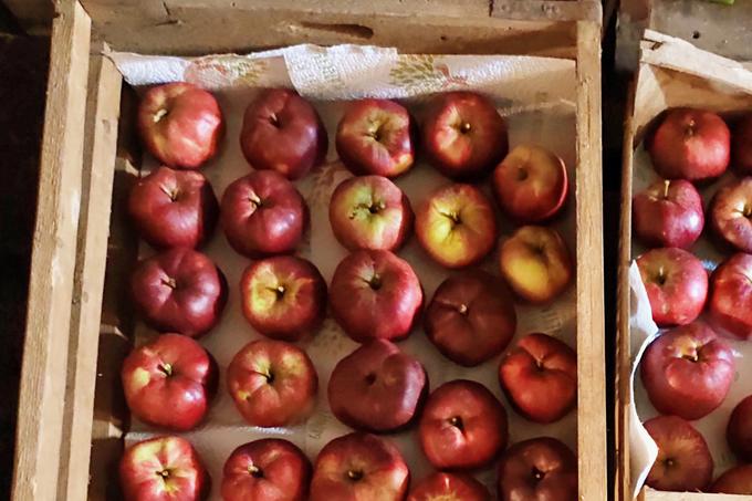 Jabolka shranjujte na pladnih ali v gajbicah le v eni plasti. | Foto: Getty Images