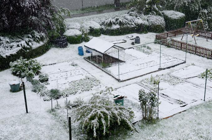 Takole je sneg pobelil vrtove v Celju. Foto: STA | Foto: 