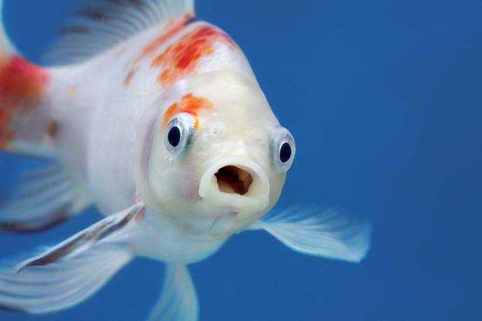Ribe v akvariju | Ribe hranimo z uravnoteženo in raznoliko hrano, ki jo izberemo glede na vrsto rib. | Foto Shutterstock