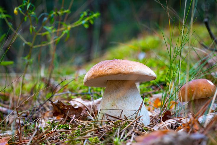 jurček, jurčki, gobe, gobarjenje | Foto: Shutterstock