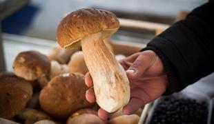 Če boste našli gobo, težjo od dveh kilogramov, ne boste kaznovani