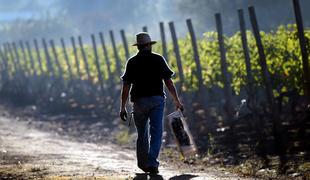 Kako so se vinskega posla lotili v Čilu