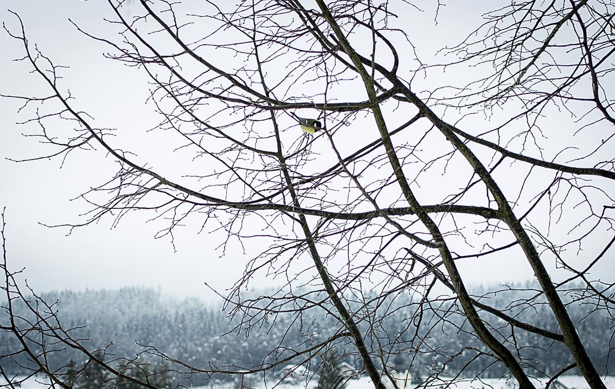 Zima, zima bela. | Foto Ana Kovač