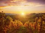 jesen, vino, vinograd