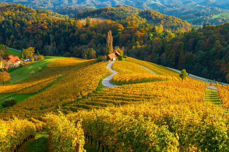 Srce med vinogradi | Foto: Shutterstock