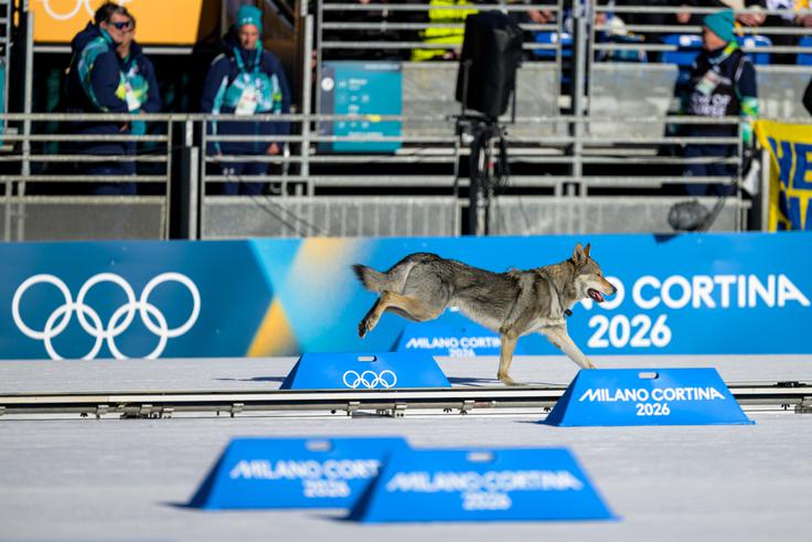 "Vedno skrbi za ljudi in je zelo družaben. Nikogar ne bi poškodoval." | Foto: Guliverimage