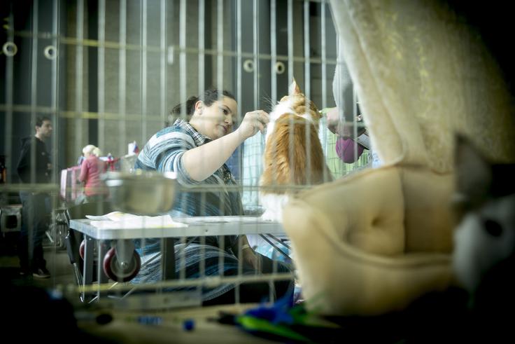 mačka razstava Gospodarsko razstavišče | Foto: Ana Kovač