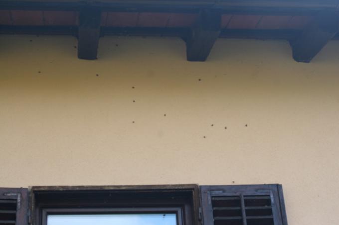 Marmorirane smrdljivke na fasadi stanovanjske hiše | Foto: Mojca Rot
