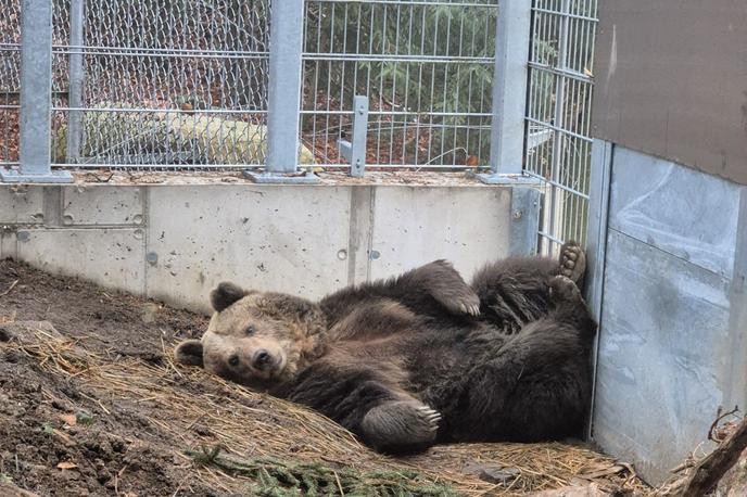 Mici, medvedka, zavetišče, selitev, Avstrija | Foto FOUR PAWS/Facebook