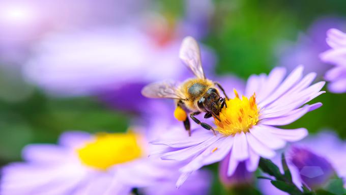 Čebele rastlinsko smolo oplemenitijo z izločki svojih žlez ter voskom, s čimer nastane propolis.  | Foto: Getty Images