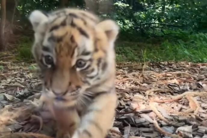 Tigrčki, tiger, tigrov mladič | Mali sibirski tigrčki v ZOO Ljubljana že pridno rastejo in se razvijajo, vendar potrebujejo tudi mir in zasebnost. | Foto ZOO Ljubljana