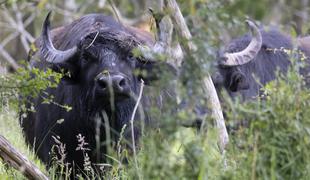 Pri poginulih vodnih bivolih v Nemčiji odkrili zelo nalezljivo slinavko in parkljevko