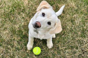 Zakaj psi obračajo glavo, ko govorite z njimi?