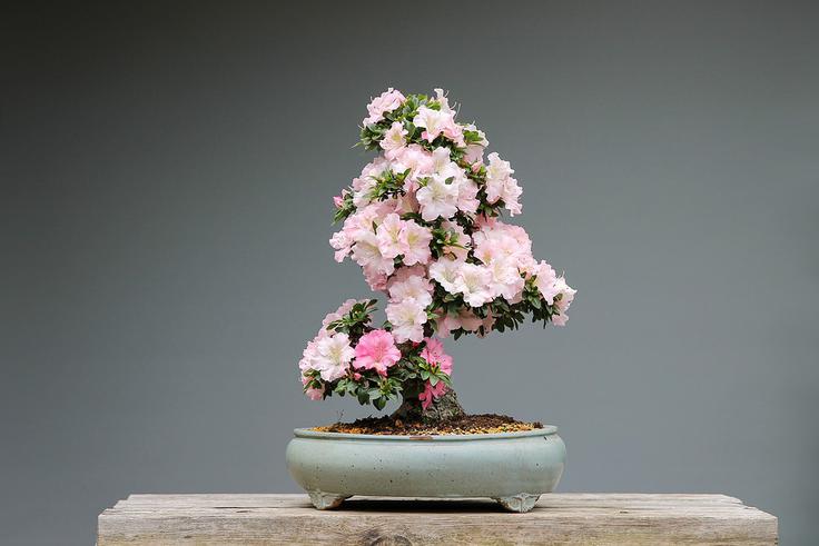 Bonsai | Foto: Pixabay