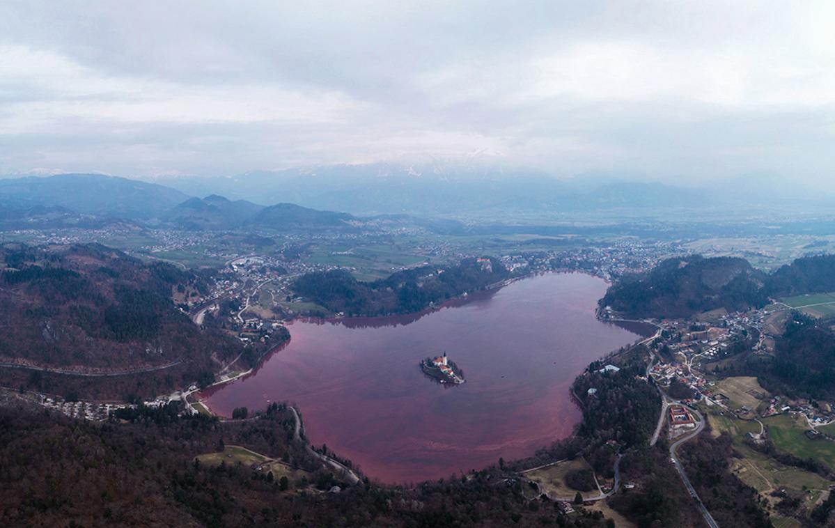 Blejsko jezero rdeče | Blejsko jezero je zaradi razrasta cianobakterij že nekaj mesecev obarvano rdeče. V teh dneh je na Bledu potekala čistilna akcija, a to ne bo dovolj, pravijo. Nujno bo treba vzpostaviti podroben načrt upravljanja z jezerom, ki je v lasti države. | Foto Jani Kolman