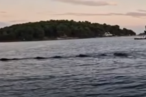 posnetek divjih svinj, Mali Lošinj thumb