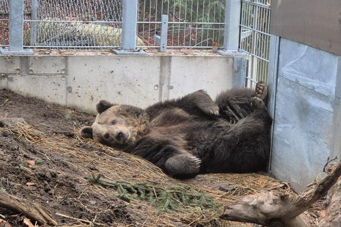 Mici, medvedka, zavetišče, selitev, Avstrija | Foto FOUR PAWS/Facebook