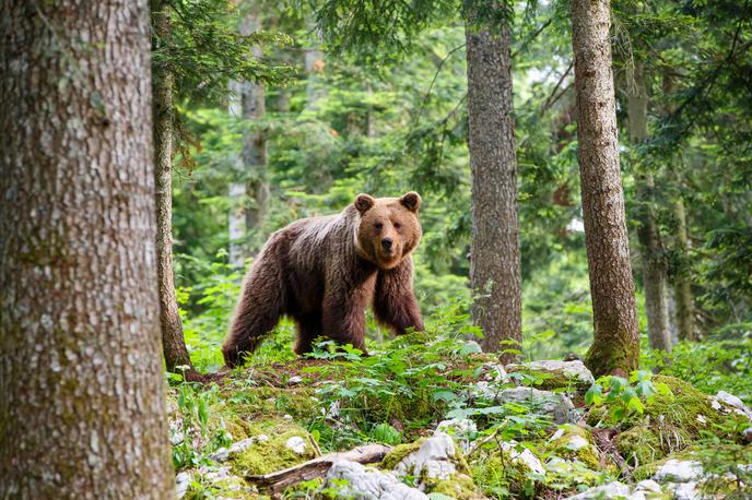 medved, rjavi medved, gozd, Slovenija | Gostote medvedov so pri nas med najvišjimi na svetu – od 30- do 50-krat višje kot v Skandinaviji. | Foto Shutterstock