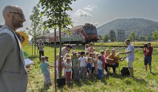 Sončnice ob progah tudi v Bohinju, Celju in Laškem