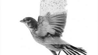 The Common Linnets