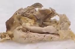 Bizarno dogajanje na NHL-tekmi v Kanadi