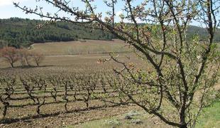 Bordeaux, Burgundija in Šampanja … Kaj pa Languedoc?