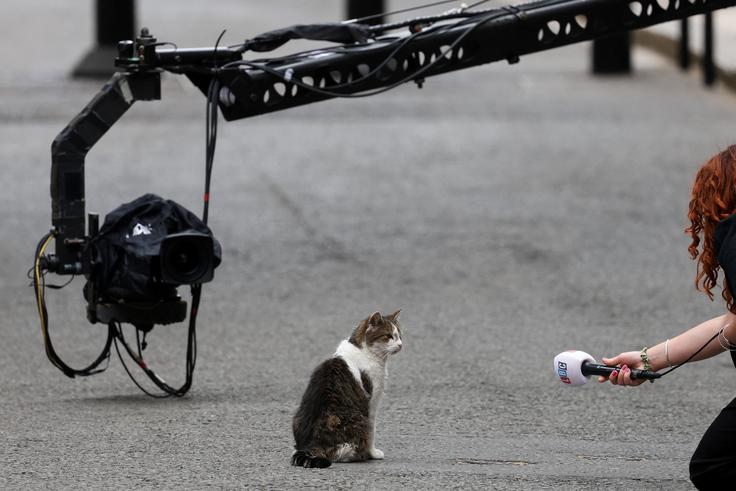 maček Larry | Foto: Reuters